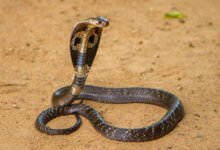 cobra snake bitten brother and sister